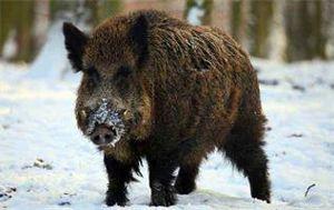 热门爆料野猪视频大全,野性十足!热门爆料野猪视频大全盘点 第3张 热门爆料野猪视频大全,野性十足!热门爆料野猪视频大全盘点 第3张